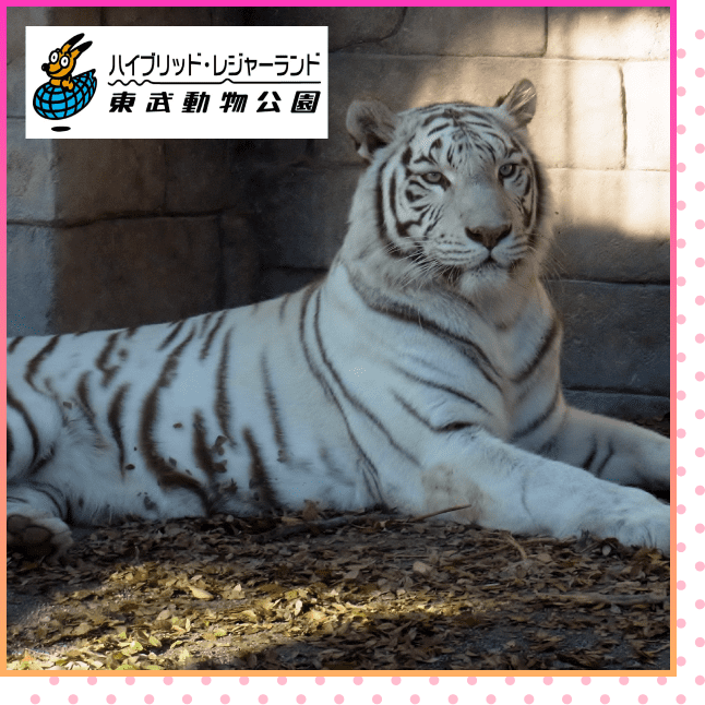 東武動物公園 アトラクション パスセット（ペア）の賞品写真