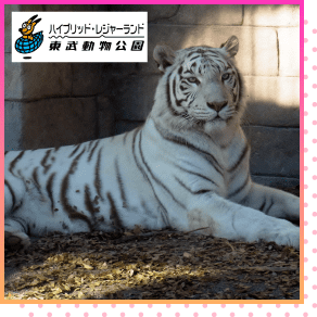 東武動物公園 アトラクション パスセット（ペア）の賞品写真
